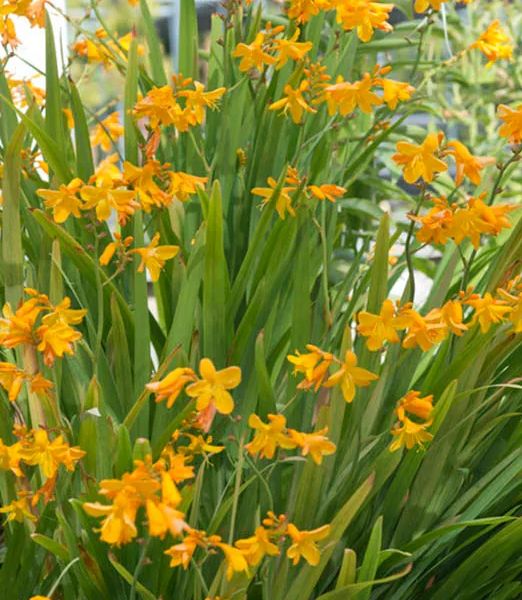 Crocosmia 'George Davison'